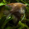 Buy Pterophyllum Scalare Chocolate Angelfish UK