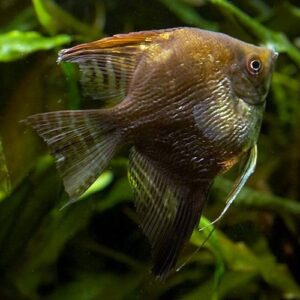 Buy Pterophyllum Scalare Chocolate Angelfish UK