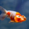 Red Dragon Bubble Eye Goldfish
