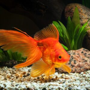Red Fancy Fantail Goldfish
