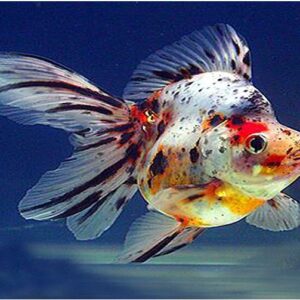 Ryukin Goldfish