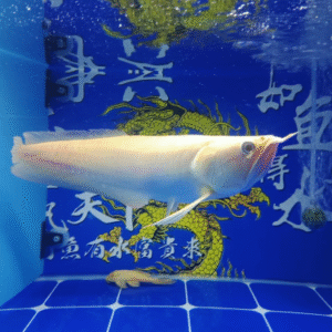 Silver Arowana