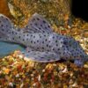 Buy Sultan Pleco L264 Online UK