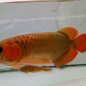 Indonesia Red Arowana