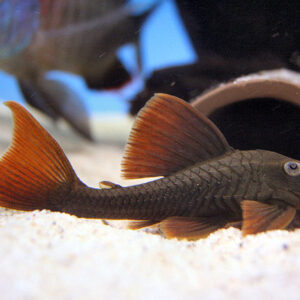 Violet Bruno Pleco L-137