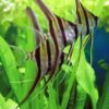 Buy Wild Pterophyllum Altum Angelfish UK