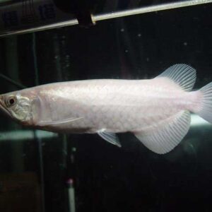arowana fish platinum