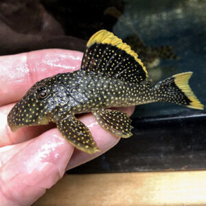 Gold Nugget Pleco
