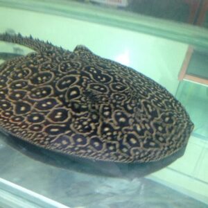Pearl Stingray