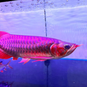 photo 2025 01 25 23 27 34