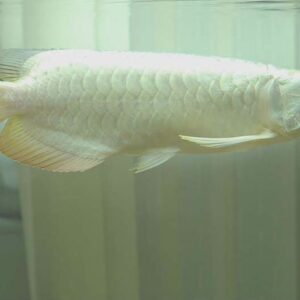 platinum arowana fish