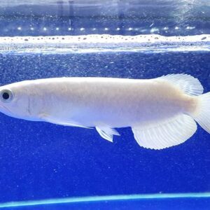 Platinum Arowana