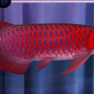 red arowana for sale