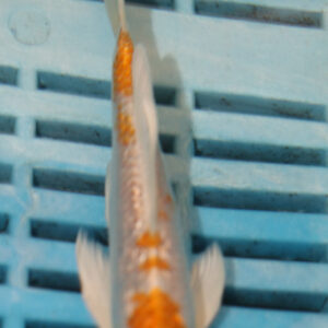 4-5” Butterfly Koi (KN790)