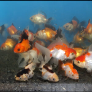 5 x Assorted Oranda Pack 5-6cm(Tri-Panda-R/B-R/W-Calico)