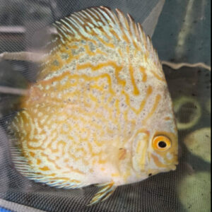 White Pigeon Discus 7cm ***HIGH GRADE***