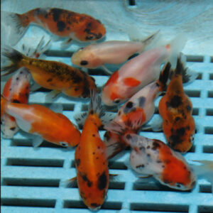 3x Assorted High Quality Ranchu 5-6cm