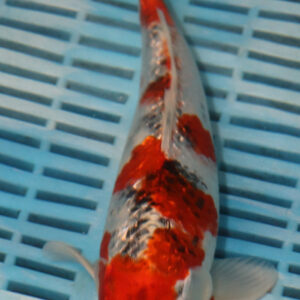 9-10” Hand Selected Koi (SK16)
