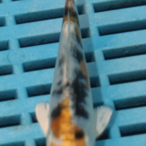 4-5” Hand Selected Koi (Q250)