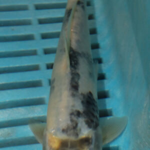 6-7” Hand Selected Koi Carp (Q58)