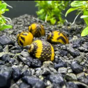 Yellow Racer snail