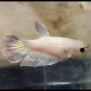 Halfmoon Short-Tail Plaket Female