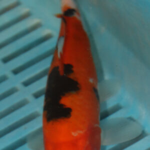 6-7” Hand Selected Koi Carp (Q33)