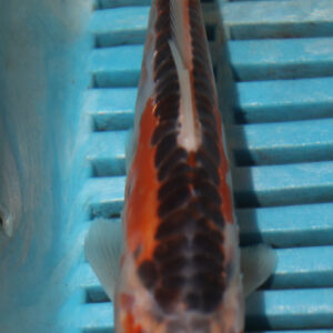 6-7” Hand Selected Koi Carp (Q67)