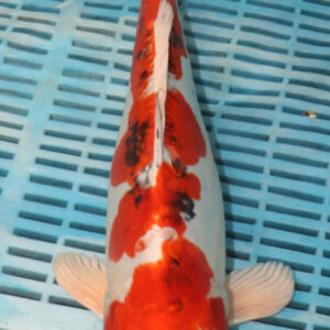 15.5″ Hand Selected Yamatonishiki (NK10)