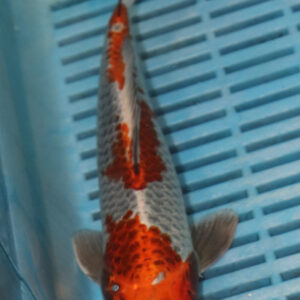 9-10” Hand Selected Koi (SK25)