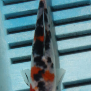 4-5” Hand Selected Koi  (Q251)