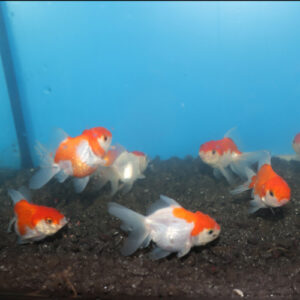 Red and White Oranda 5-6cm
