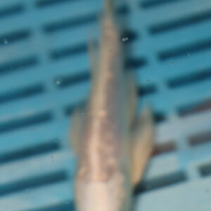 4-5” Butterfly Koi (KN800)