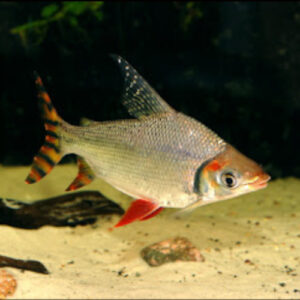 Flagtail Characin S/M