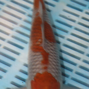 9-10” Hand Selected Koi (SK26)