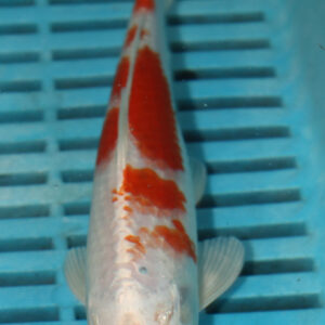 6-7” Hand Selected Koi Carp (Q69)