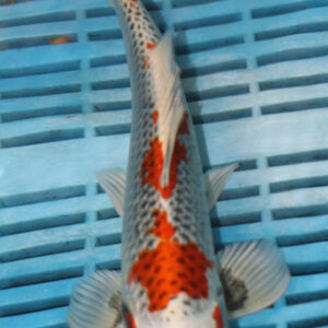 9-10” Hand Selected Koi (SK27)