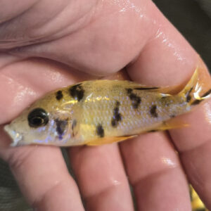 Photographed Peacock Cichlid 7-8cm  (51)