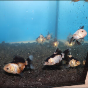 Panda Oranda 5-6cm