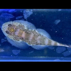 White Panda Borneo Sucker Loach***NEW***