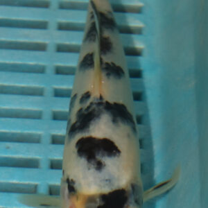 6-7” Hand Selected Koi Carp (Q70)