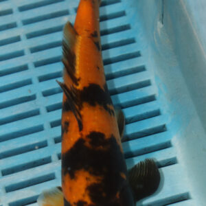 9-10” Hand Selected Koi (SK28)