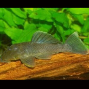 Parancistrus Green Pleco L332