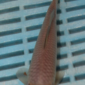 4-5” Hand Selected Koi (KN485)