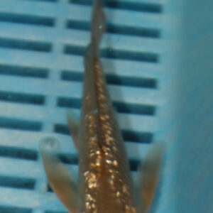 4-5” Butterfly Koi (KN803)