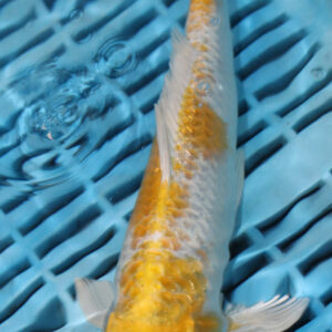9-10” Hand Selected Koi (SK29)