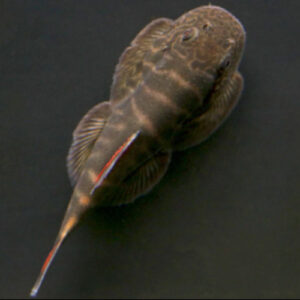 Double Red Borneo Sucker Loach***NEW***