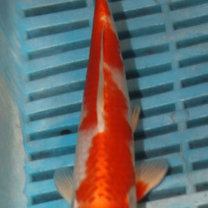 6-7” Hand Selected Koi Carp (Q72)
