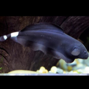 Black Ghost Knife Fish Hi Fin 7-8cm