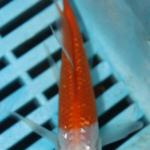 4-5” Butterfly Koi (KN805)